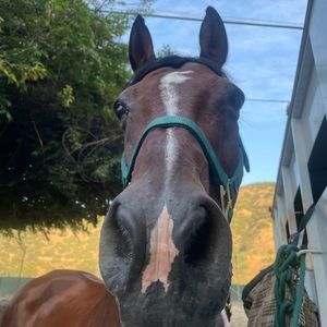 Katelyn 🐴